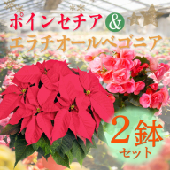 【先行受付・期間限定】 「ポインセチア」と「エラチオールベゴニア」セット クリスマスシーズンにお届け！ [贈り物 ギフト 贈答 フラワーセット お花 観葉植物 パーティ 飾り ワンストップオンライン] TF0716-P00024