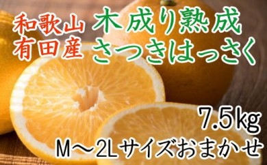 こだわりの和歌山有田産木成り熟成さつき八朔7.5Kg（M～２Lサイズおまかせ）※2024年4月上旬～4月中旬頃に順次発送予定 148894 - 和歌山県美浜町