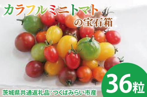 【先行予約】カラフルミニトマトの宝石箱 36粒（茨城県共通返礼品：つくばみらい市産）※2025年1月上旬～3月下旬頃に順次発送予定（CD093） 1489030 - 茨城県大子町