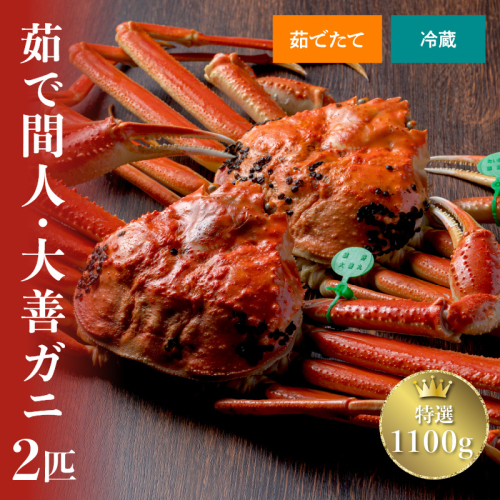 【蟹の匠 魚政】京丹後市産 未冷凍 茹で間人ガニ大善ガニ 特撰 大サイズ（1000～1100g） 2匹セット（1月～3月発送） 大善ガニ ボイル 大サイズ 蟹 カニ かに ガニ がに 国産 カニ味噌 かにみそ まるごと 間人蟹 間人がに たいざがに 1490624 - 京都府京丹後市