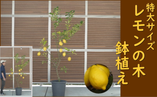 レモンの木 鉢植え 特大サイズ (陶器鉢グレー38cm) 植木鉢 ガーデン ※配送不可：北海道、沖縄、離島 1491180 - 福岡県朝倉市