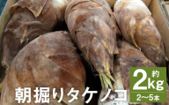 朝掘り タケノコ 約2kg(2〜5本)[2025年4月上旬より順次発送] 野菜 やさい たけのこ 筍 タケノコ 熊本県産 国産