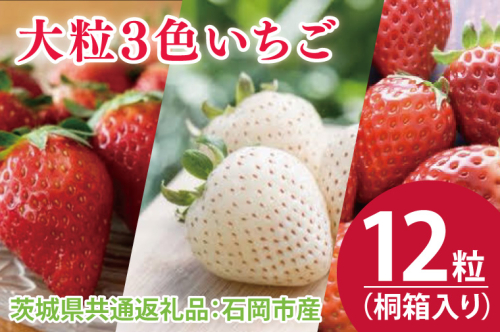 【先行予約】桐箱入り 大粒3色いちご 12粒（茨城県共通返礼品：石岡市産）※2024年12月初旬～2025年3月下旬頃に順次発送予定（CD013） 1492172 - 茨城県大子町