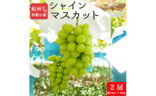 紀州和歌山産シャインマスカット２房（約1kg〜1.4kg） ※2025年8月中旬頃〜2025年9月上旬頃に順次発送予定 / マスカット 種無し フルーツ 果物 くだもの【uot813】  1492173 - 和歌山県北山村