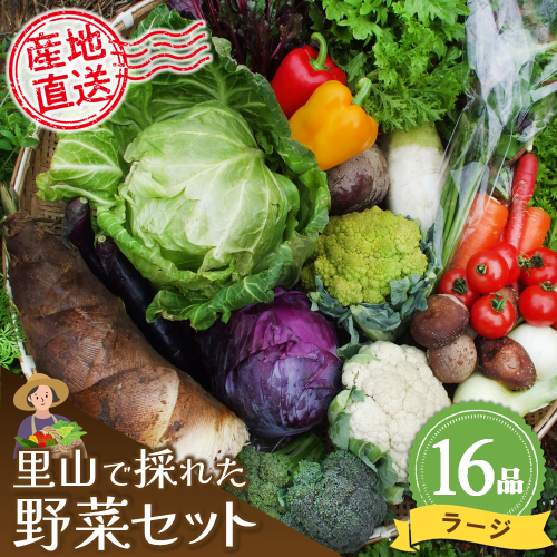 里山で採れた野菜セットラージ 16品 【有機野菜 おまかせ野菜セット