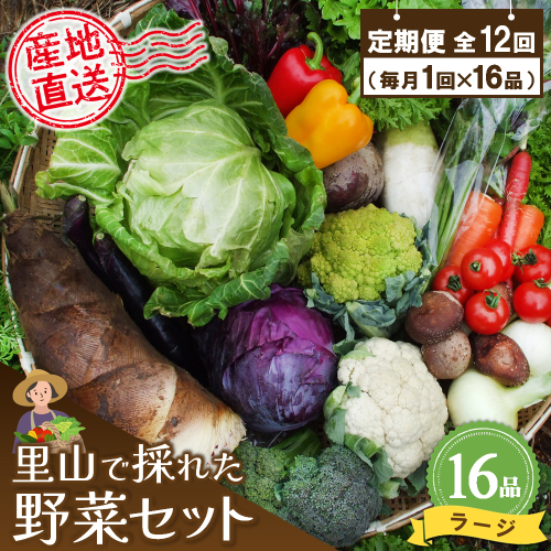 年間定期便12回 里山で採れた野菜セットラージ 16品 【有機野菜 おまかせ野菜セット イタリア野菜 西洋野菜 定期便】(H078110) 149260 - 佐賀県神埼市