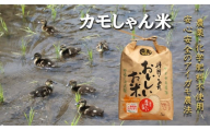 [3回定期便]島根県飯南町産コシヒカリ 「カモしゃん米」5kg [ アイガモ あいがも 合鴨 かも カモ コシヒカリ お米 農家直送 無農薬 化学肥料不使用 玄米 精米 選択可能 安心 安全 新米 令和6年度産 D-53]