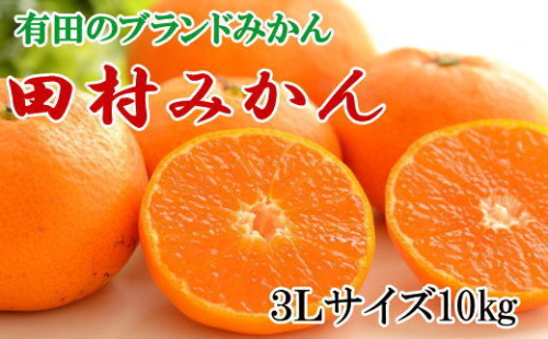 【ブランドみかん】田村みかん 大玉 約10kg (3Lサイズ) ※2024年11月下旬～12月下旬頃に順次発送予定 1493413 - 和歌山県美浜町