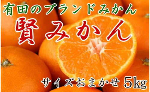 [秀品]有田のブランドみかん「賢みかん」5kg(サイズおまかせ) 1494474 - 和歌山県有田川町