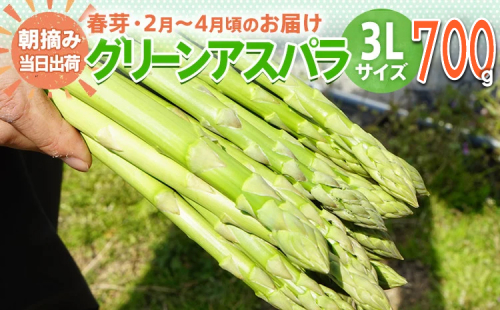 数量限定 先行予約 アスパラガス 春芽 3L 700g 【2月〜4月お届け】｜朝採り 朝採れ 直送 グリーンアスパラガス アスパラ BT01 149477 - 福岡県大木町