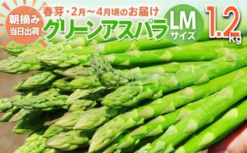数量限定 先行予約 アスパラガス 春芽 LM 1.2kg 【2月〜4月お届け】｜朝採り 朝採れ 直送 グリーンアスパラガス アスパラ BT03 149478 - 福岡県大木町