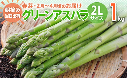 数量限定 先行予約 アスパラガス 春芽 2L 1kg 【2月〜4月お届け】｜朝採り 朝採れ 直送 グリーンアスパラガス アスパラ BT02 149480 - 福岡県大木町