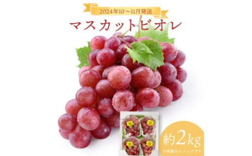 ＜オンライン決済限定＞2024年10～11月発送お土産マスカットビオレ2kg箱［029-a002］ 1496208 - 岡山県鏡野町