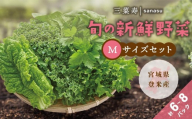 旬の新鮮野菜セット Mサイズ(5種類以上/6〜8パック)