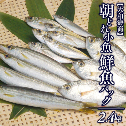 【単月お届け】大和海商の朝どれ鮮魚小魚パック2.4kg N072-YA2229 149894 - 宮崎県延岡市