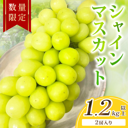 【先行予約／数量限定100】シャインマスカット 1.2kg以上（2房入り）（2026年9月上旬～発送）
 1499877 - 京都府京丹後市