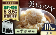 [先行予約/令和7年産新米]みずかがみ 10kg(5kg× 2) 玄米 特別栽培米 長浜市/株式会社お米の家倉 [AQCP055] 米 お米 玄米 10kg みずかがみ 特別栽培米 滋賀県産 長浜市産 こめ 玄米 白米 精米 お米 新米 食品 ふるさと納税 国産 炊きたて 米ギフト もちもち ブランド米 食卓 美味しい 産地直送 節約 人気