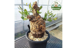 【ふるさと納税】オペルクリカリア・パキプス「塊根植物の王様」(発根管理済) P01 [0423ch]