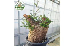 【ふるさと納税】オペルクリカリア・パキプス「塊根植物の王様」(発根管理済) P06 [0424ch]