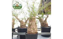 【ふるさと納税】オペルクリカリア・パキプス「塊根植物の王様」(発根管理済) Z3｜観葉植物 コーデックス 盆栽 鉢植え インテリア ハコネ