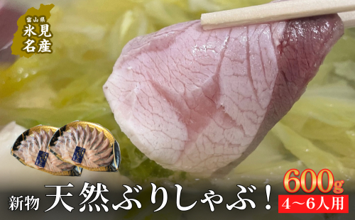 【氷見鰤】新物天然ぶりしゃぶ！300ｇ×2パック　2～3人用　満足サイズ＜12月以降順次発送＞ | 鰤 ブリしゃぶ しゃぶしゃぶ 国産 天然 ブリ 富山 氷見 お取り寄せ 特産品 冷凍 肴 氷見漁港 富山湾 天然鰤 鍋 簡単調理 1500844 - 富山県氷見市