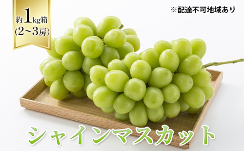 【2026年先行予約】 ぶどう 岡山県産 シャインマスカット 1kg箱（2～3房） 《2026年10月中旬-11月下旬頃出荷》 葡萄 ブドウフルーツ 果物 スイーツ 数量限定 期間限定 岡山 里庄町 ブドウ ぶどう 1500941 - 岡山県里庄町