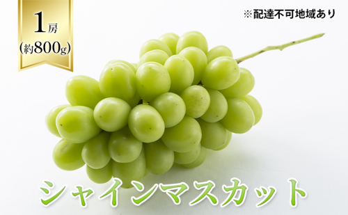 【2025年先行予約】 ぶどう 岡山県産 シャインマスカット  1房箱（約800g） 《2025年10月中旬-11月下旬頃出荷》 葡萄 ブドウフルーツ 果物 スイーツ 数量限定 期間限定 岡山 里庄町 ブドウ ぶどう 葡萄 1500942 - 岡山県里庄町