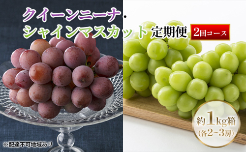 【定期便】【2026年先行予約】 ぶどう 岡山県産 クイーンニーナ ・ シャインマスカット 1kg箱（各2～3房） 定期便 2回 《2026年9月上旬-10月下旬頃出荷》 葡萄 ブドウ 岡山県産 フルーツ 果物 数量限定 1500944 - 岡山県里庄町