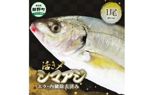 ～四国一小さなまち～ 活き〆天然縞鯵 約1kg 1尾（エラ・内臓除去済）活き締め 1キロ あじ アジ 刺身 なめろう お寿司 アジフライ 南蛮漬け 新鮮 魚 海鮮 国産 お取り寄せ 天然 おかず 和食 1502128 - 高知県田野町