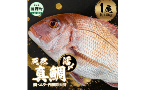 ～四国一小さなまち～ 活き〆天然真鯛 約1.5kg 1尾（鱗・エラ・内臓除去済）1.5キロ 真鯛 マダイ まだい 活き締め 刺身 さしみ お寿司 カルパッチョ 魚 海鮮 魚介 新鮮 国産 おかず 和食 1502129 - 高知県田野町