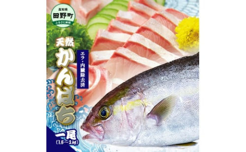 ～四国一小さなまち～ 天然カンパチ 1尾 1.5～2kg（エラ・内臓除去済）活き締め 1.5～2キロ かんぱち 刺身 お寿司 しゃぶしゃぶ アレンジ 新鮮 魚 海鮮 国産 天然 おかず お取り寄せ 1502130 - 高知県田野町