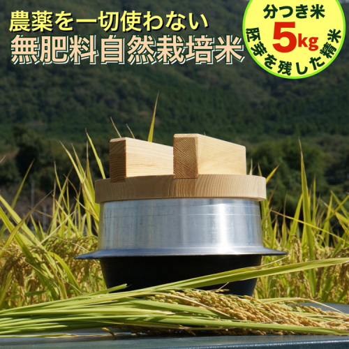 米 令和6年産【胚芽を残した精米】自然栽培米 にこまる ＜農薬を一切使わない無肥料栽培＞ 分つき米5kg・精米したて 《新米 京都丹波産 無農薬米栽培向き 厳選品種》 ※2024年10月中旬頃より順次発送予定 1502394 - 京都府亀岡市