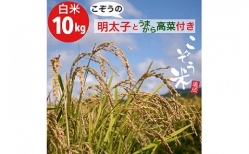 【緊急支援品】京都・亀岡産 きぬひかり 「こぞう米」 10kg ・めんたいこ&うまから高菜付き ※北海道・沖縄・離島への配送不可《米 令和4年産 ご飯のお供 高菜 明太子 訳あり コロナ支援》※北海道・沖縄・離島への配送不可 150326 - 京都府亀岡市