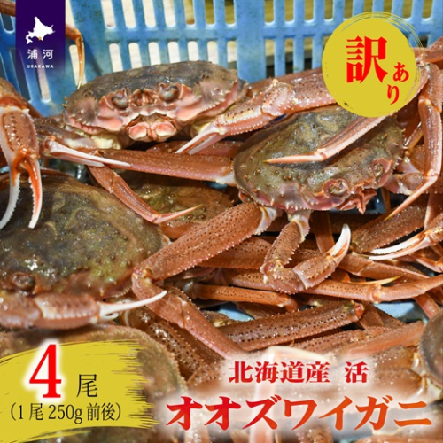 訳あり 活オオズワイガニ250g前後×4尾[02-1409] 1503418 - 北海道浦河町