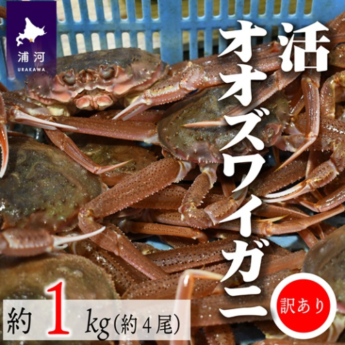 訳あり 活オオズワイガニ約1kg(約4尾入)[02-1409] 1503418 - 北海道浦河町