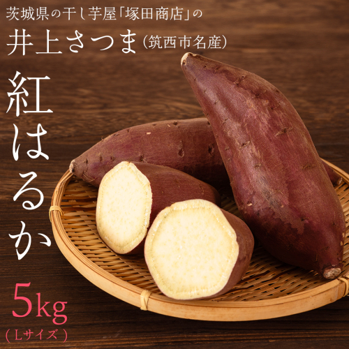 【 塚田商店 】 井上さつま 「 紅はるか 」 5kg ( Lサイズ ) 新物 ブランド芋 茨城県産 筑西市産 さつまいも サツマイモ いも 芋 イモ [BD037ci] 1503511 - 茨城県筑西市