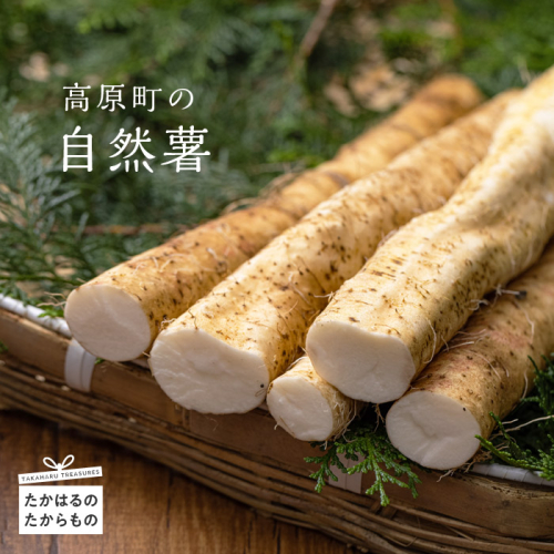 《先行受付》高原町の自然薯(1kg以上) 天然のむかごを種芋に使用！ [野菜 山芋 ワンストップオンライン対応] TF0503-P00042 1503515 - 宮崎県高原町