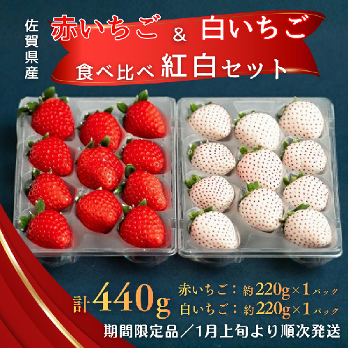 佐賀県産いちご 赤いちご白いちご 紅白セット：B140-084 1503604 - 佐賀県佐賀市
