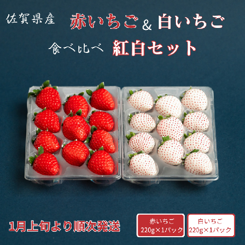 佐賀県産いちご 赤いちご白いちご 紅白セット：B140-084 1503604 - 佐賀県佐賀市