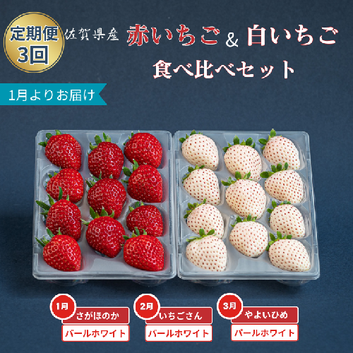 【定期便3回】赤いちご白いちご食べ比べ（1月〜3月発送）：B395-012 1503685 - 佐賀県佐賀市