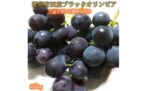 紀州有田産 ブラックオリンピア (ハチミツぶどう) 約2kg［2026年8月中旬以降発送予定］［UT107］ 1503944 - 和歌山県那智勝浦町