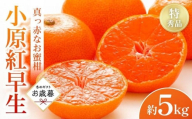 [お歳暮ギフト]特秀品!真っ赤なお蜜柑「小原紅早生」約5kg