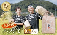 【 6回 定期便 】 令和8年産 ハツシモ 10kg × 6回 6か月 米 こめ ごはん 白米 岐阜県産 本巣市 お米 精米 甘い 和食 寿司 アグリフレンドホリグチ