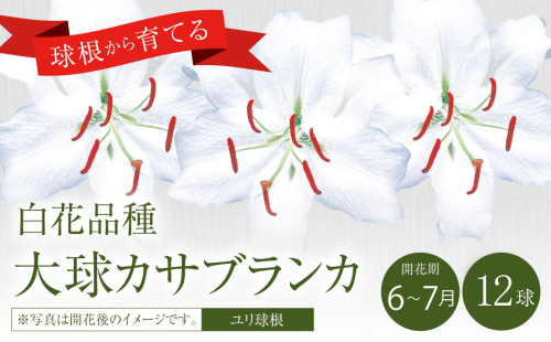 【2024年10月上旬発送開始】ユリ球根 大球カサブランカ 12球 白花品種 花 フラワー 園芸 ガーデニング 植物 高品質 送料無料 1505276 - 宮崎県えびの市