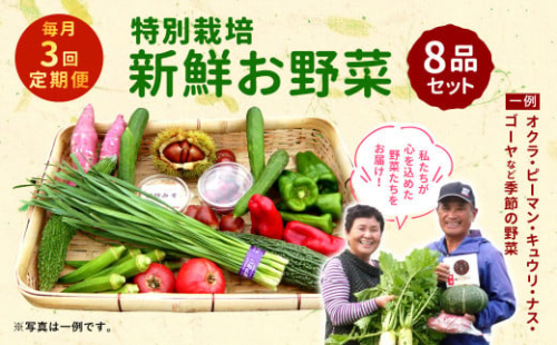 【3回定期便】特別栽培季節のお野菜セット 8品 野菜 新鮮 やさい 旬 詰合せ 国産 宮崎県 九州 送料無料 1505285 - 宮崎県えびの市