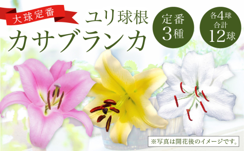 【2024年10月上旬発送開始】ユリ球根 カサブランカ 3種 各4球 合計12球 球根 大球定番 (カサブランカ・ゴールデンカサブランカ・ピンクカサブランカ) 花 フラワー セット 園芸 ガーデニング 植物 高品質 送料無料 1505342 - 宮崎県えびの市