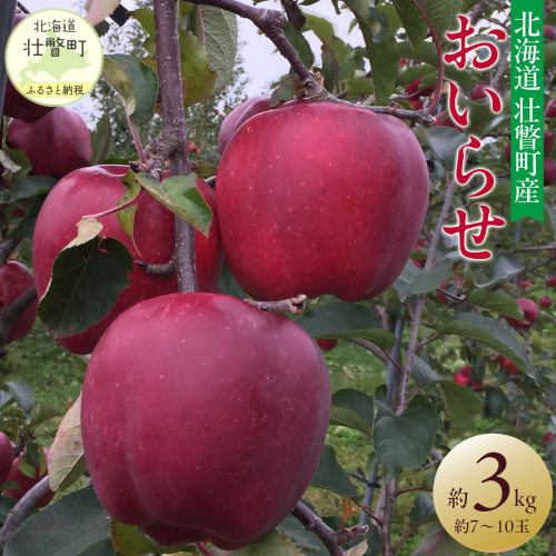 ＜2025年11月初旬よりお届け＞ 北海道壮瞥町 りんご 品種名「おいらせ」約7～10玉 約3kg SBTF005 1505758 - 北海道壮瞥町