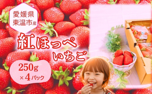 愛媛県東温市産いちご【紅ほっぺ 】お徳用 サイズおまかせ 250g×4パック【甘い フルーツ ケーキ 旬 品種  イチゴ 苺】 1506530 - 愛媛県東温市