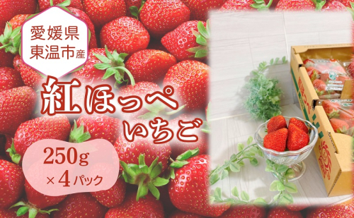 愛媛県東温市産いちご【紅ほっぺ 】250g×4パック【甘い フルーツ ケーキ 旬 品種 高級 イチゴ 苺】 1506530 - 愛媛県東温市