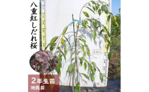 ＜すだ農園＞2年生 苗木◇サクラ(桜) 八重紅しだれ桜[地掘苗 2023年] ※2024年11月中旬～2025年4月下旬頃に順次発送予定 ※北海道・沖縄・離島への配送不可 150660 - 京都府亀岡市